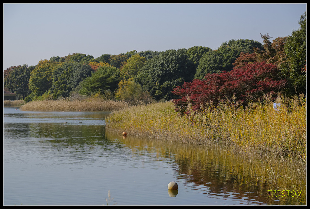 _H1A1809.jpg - 20171103 日本只見線、會津若松五色沼、昭和記念公園賞紅葉