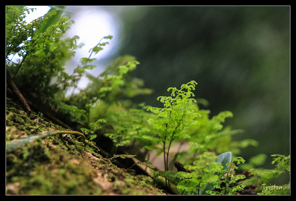 IMG_8331.jpg - 20150926 大凍山切霹靂山 抵龍雲山莊