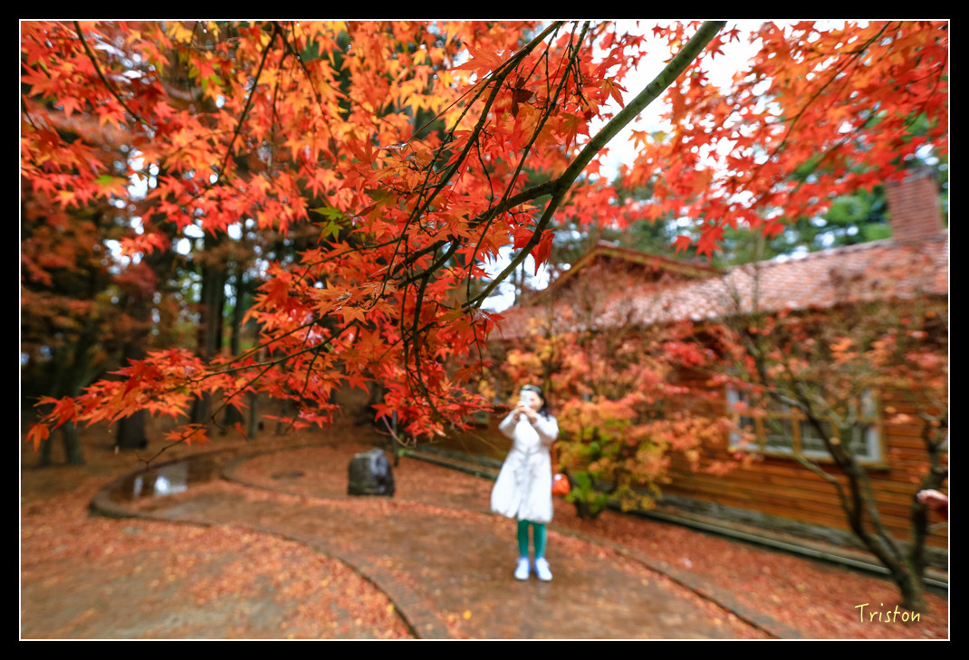 JH1A0981.jpg - 20151205 合歡溪步道、108K楓之谷