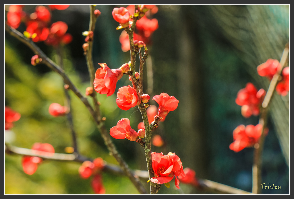 IMG_5229.jpg - 20160323 日本熊野古道健行