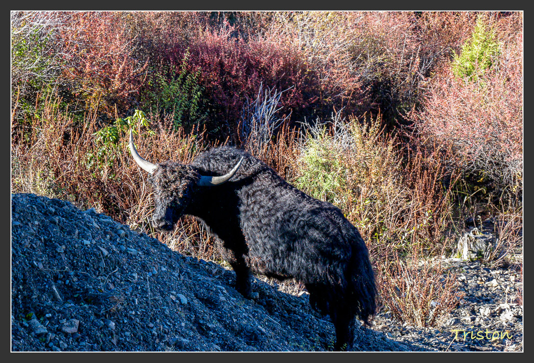 _MG_0468.jpg - 20161013 稻城亞丁