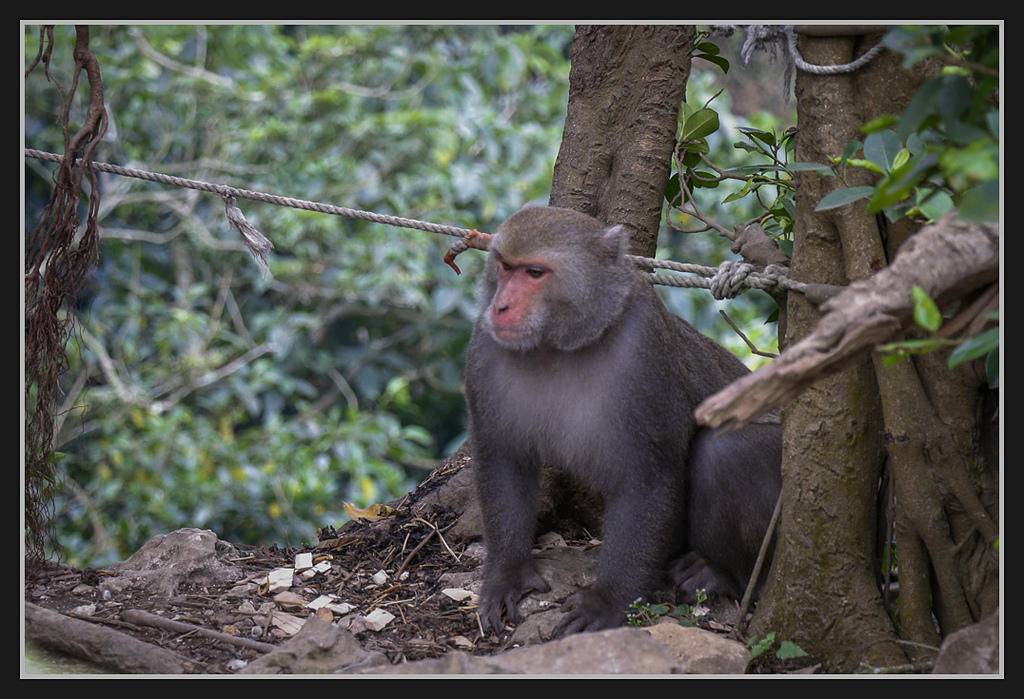 _MG_0044.jpg - 20170205 柴山盤榕雅座路線