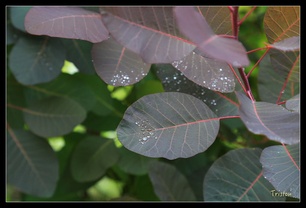 JH1A9525.jpg - 20150628 東京輕井澤日光