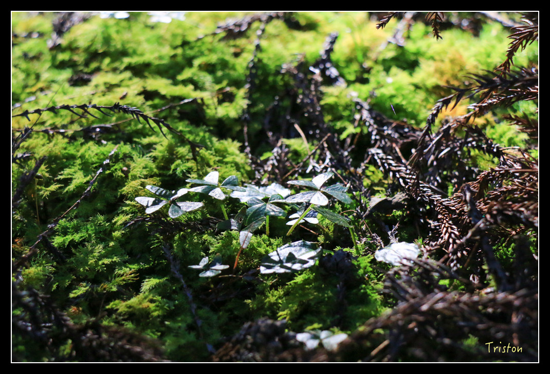 IMG_9192.jpg - 20151130 小笠原山、對高岳