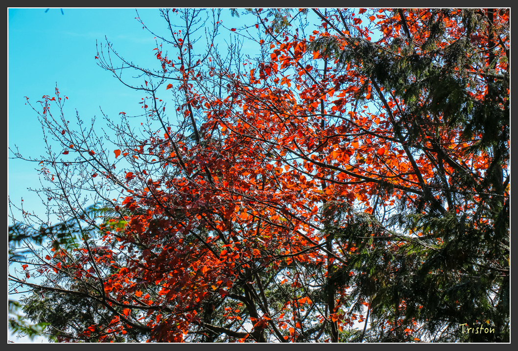 IMG_0652.jpg - 20151219 鳶嘴稍來山、小雪山林道