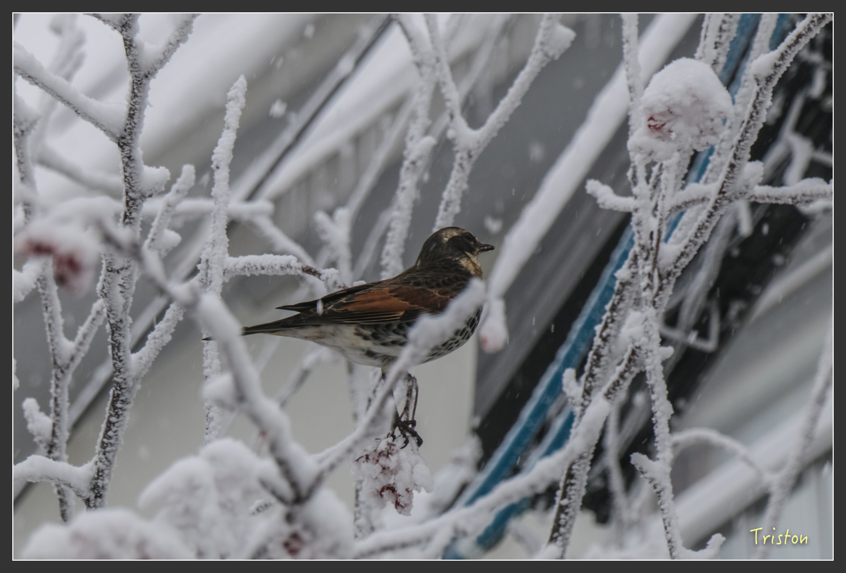 2016ZAO-01311.jpg - 20160131 日本藏王溫泉滑雪親子行