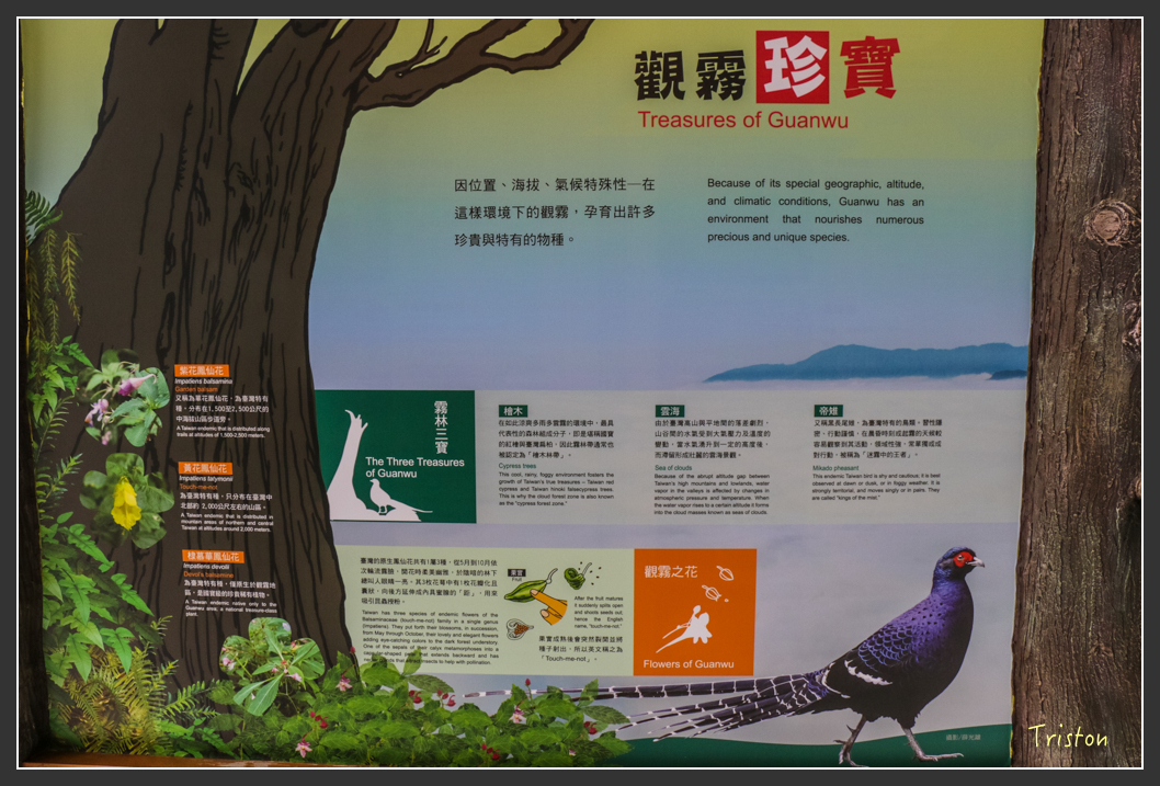 IMG_3237.jpg - 20160227 觀霧森林步道