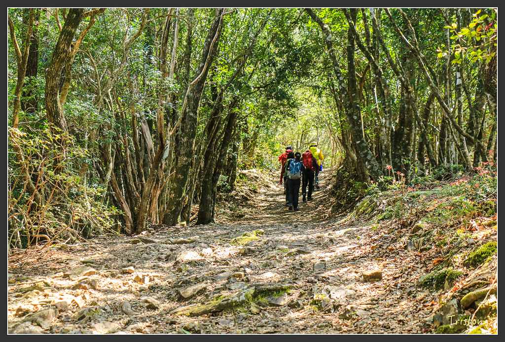 IMG_5139.jpg - 20160323 日本熊野古道健行
