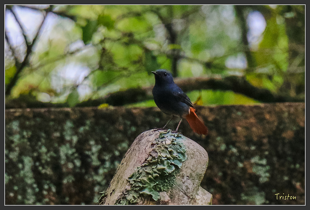 IMG_6470.jpg - 20160409 武夷山之旅