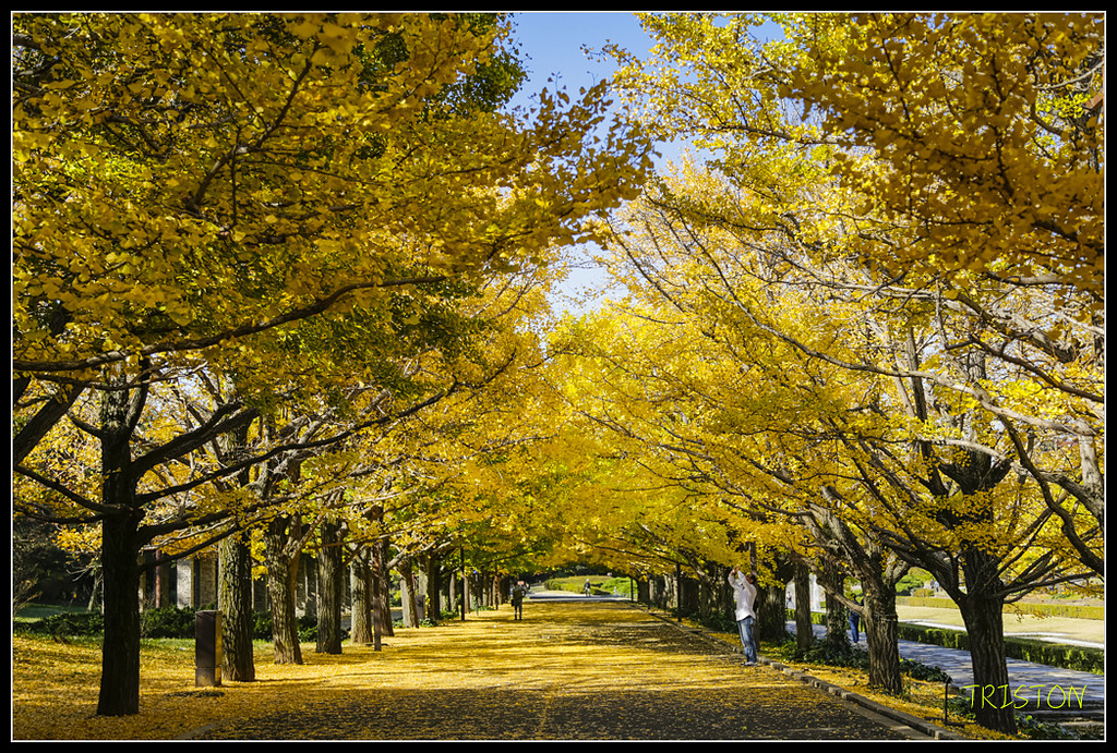 _H1A1551.jpg - 20171103 日本只見線、會津若松五色沼、昭和記念公園賞紅葉
