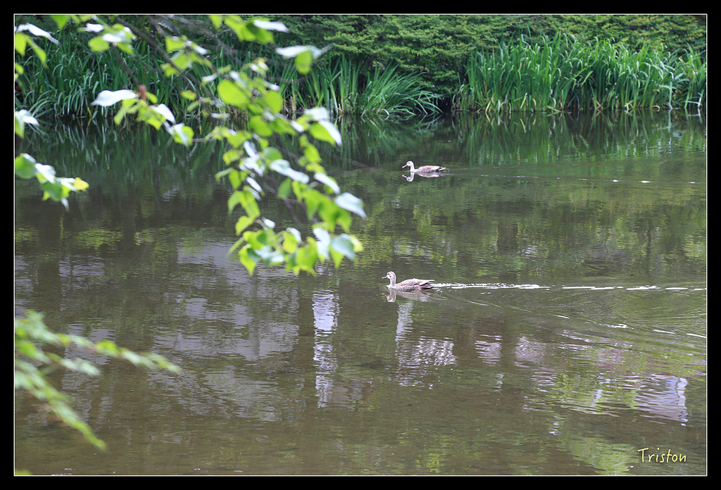 JH1A9474.jpg - 20150628 東京輕井澤日光