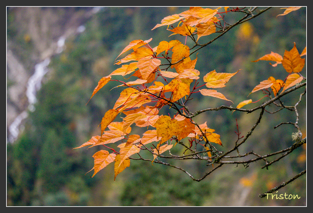 _MG_2716.jpg - 20161013 稻城亞丁