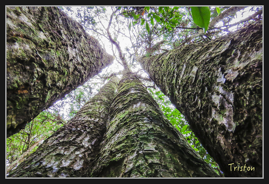 IMG_1377.jpg - 20170318 守關山、守城大山