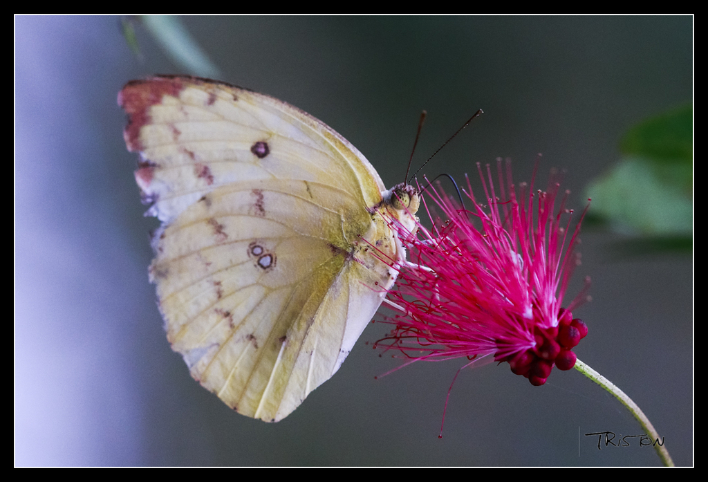 _MG_0232.jpg - 20170618 新化後山昆蟲微距