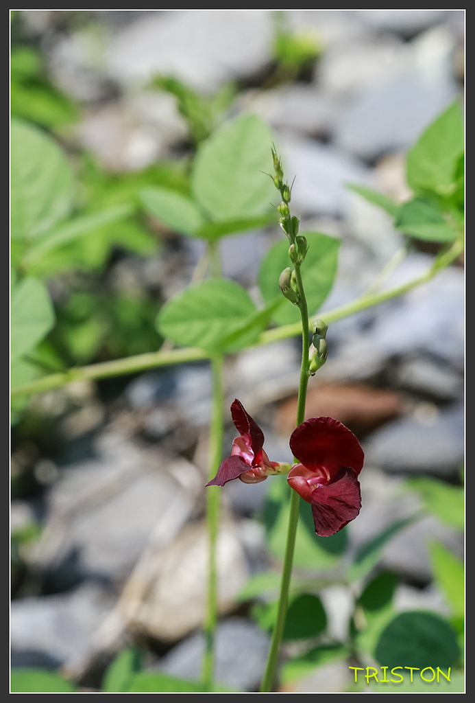 _H1A7135.jpg - 20170916 中央號誌站、枋山車站、南迴線