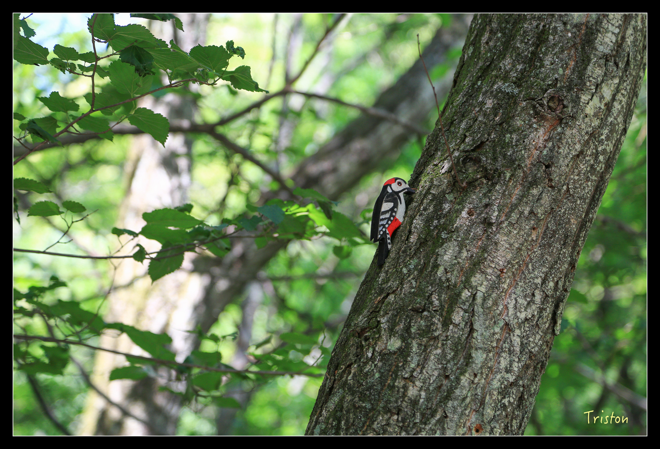 JH1A9086.jpg - 20150628 東京輕井澤日光