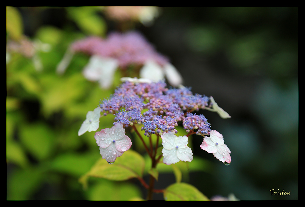 JH1A9530.jpg - 20150628 東京輕井澤日光