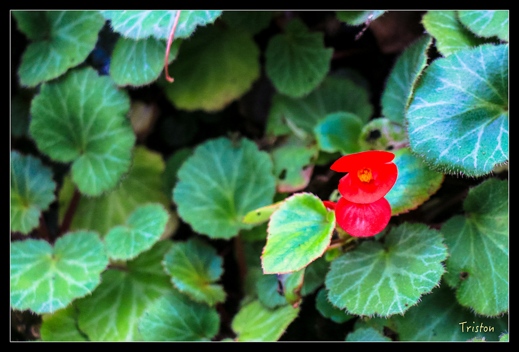 IMG_8382.jpg - 20150926 大凍山切霹靂山 抵龍雲山莊