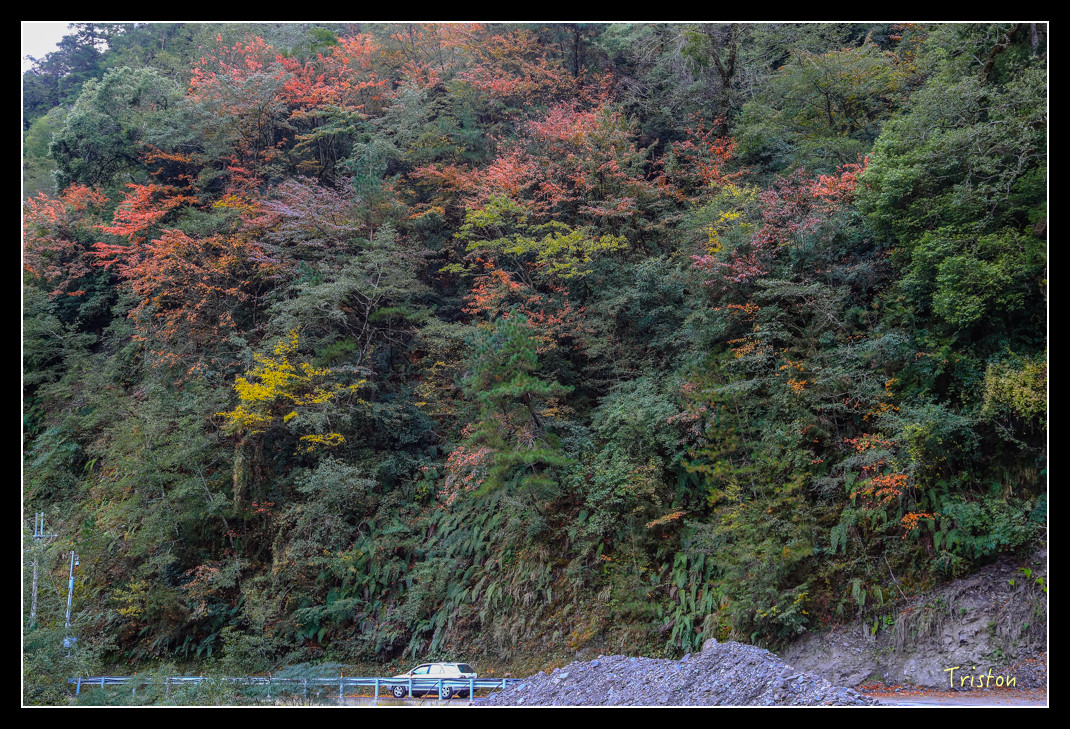 JH1A1005.jpg - 20151205 合歡溪步道、108K楓之谷