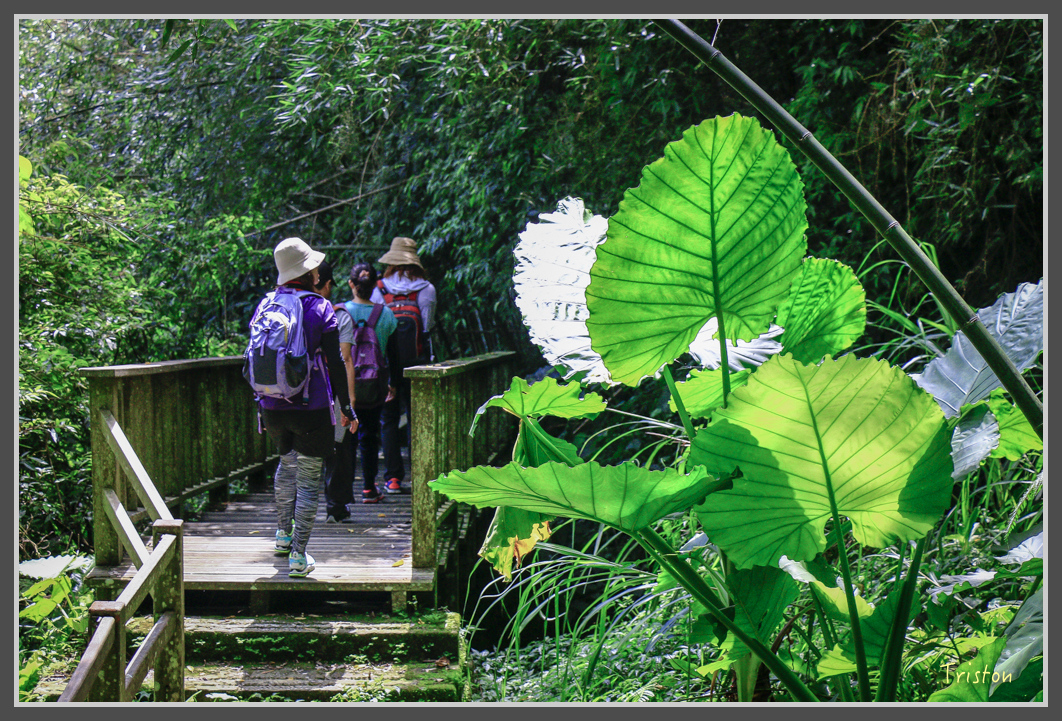 _MG_9081.jpg - 20160716 青年嶺步道