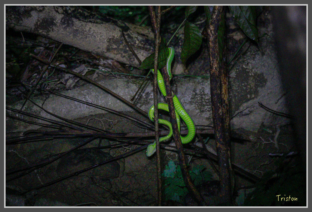 _MG_9277.jpg - 20160717 峰老師夜觀