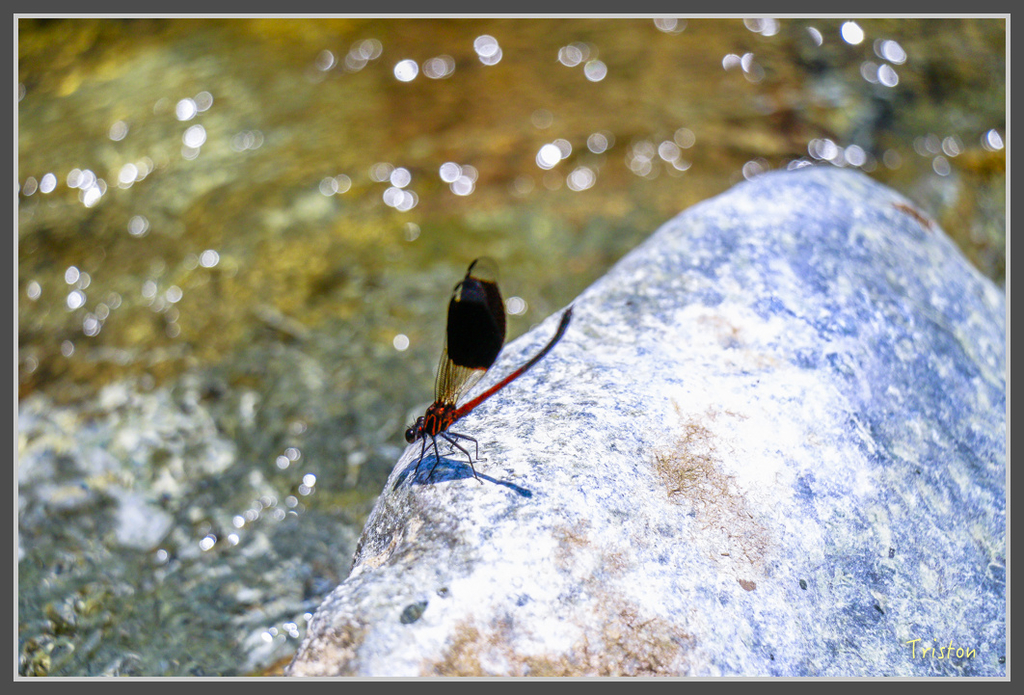 IMG-353.jpg - 20160821 中橫花東之旅