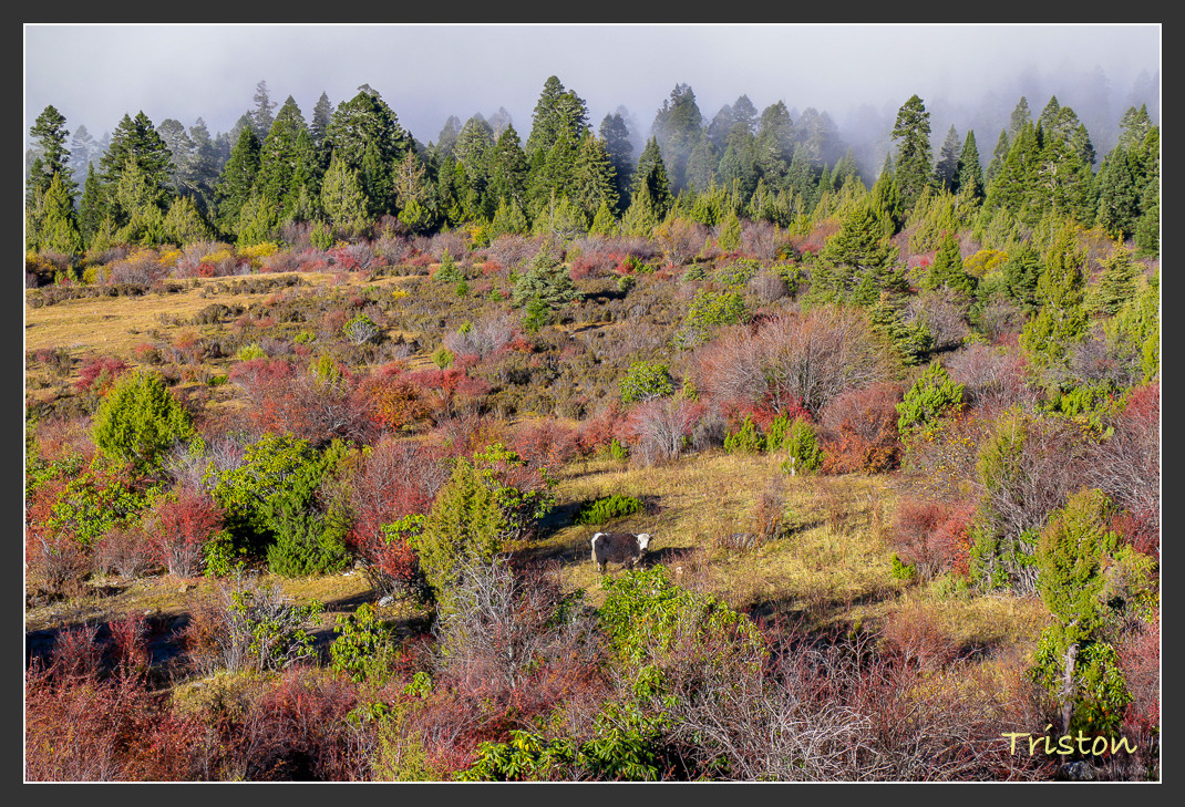 _MG_0467.jpg - 20161013 稻城亞丁