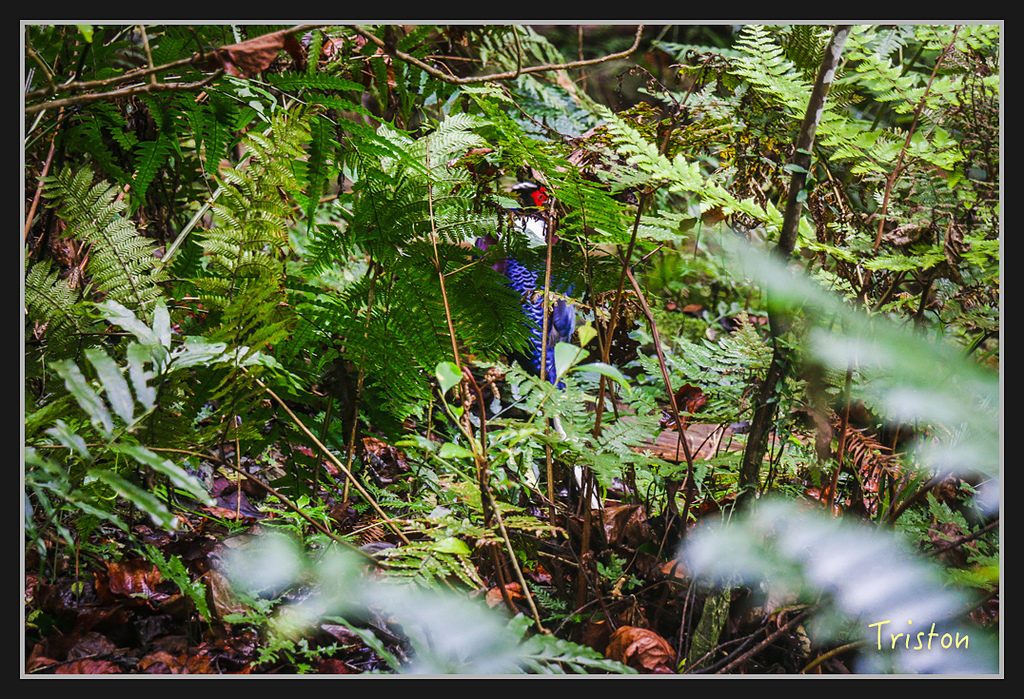 2017-02-27 10.03.53 下午 _MG_0564.jpg - 20170225 玉里瓦拉米