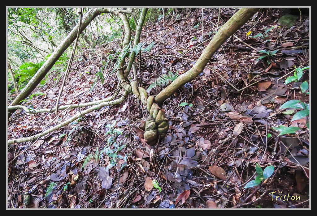 IMG_1378.jpg - 20170318 守關山、守城大山