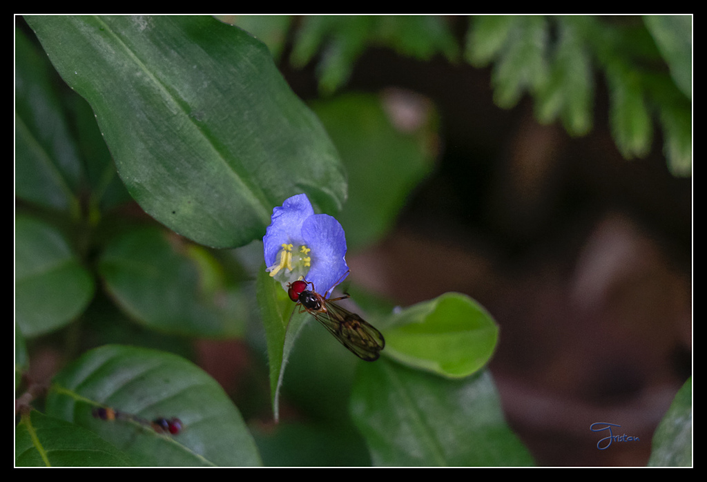 _MG_0111.jpg - 20170429 關仔嶺雞籠山