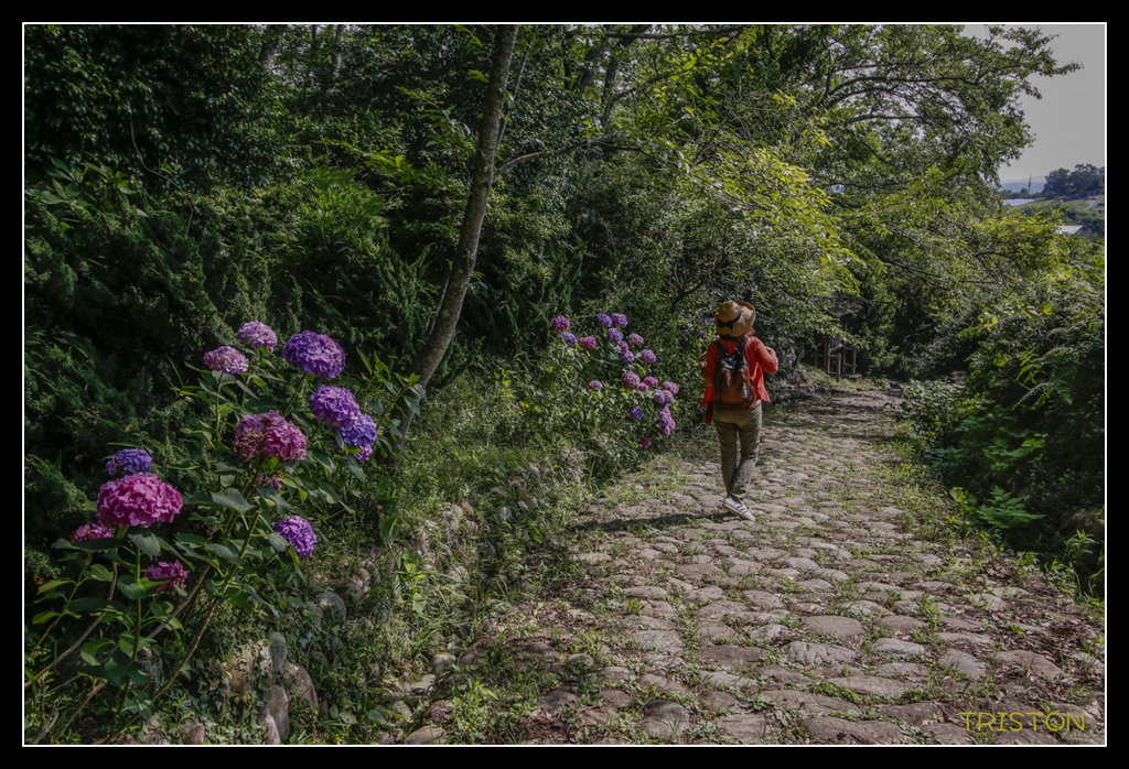 _MG_0119.jpg - 20170702 靜岡東海道之旅