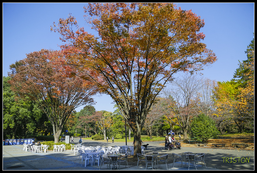 _H1A1672.jpg - 20171103 日本只見線、會津若松五色沼、昭和記念公園賞紅葉