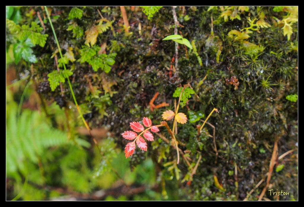 PA240142.jpg - 20151024~25 幾米公園、翠峰湖、翠峰山屋、望洋山步道、山毛櫸步道