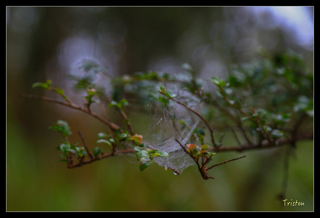 JH1A0172.jpg - 20151024~25 幾米公園、翠峰湖、翠峰山屋、望洋山步道、山毛櫸步道