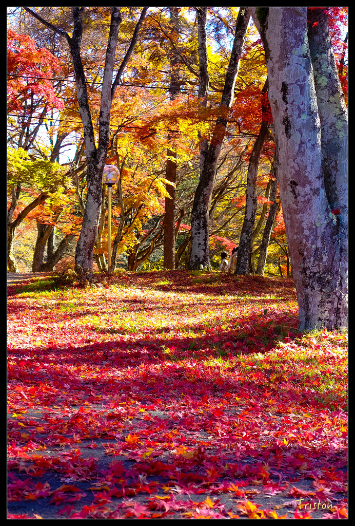 DSC00457.jpg - 20151031 秋天的童話-貴婦東京輕井澤紀行