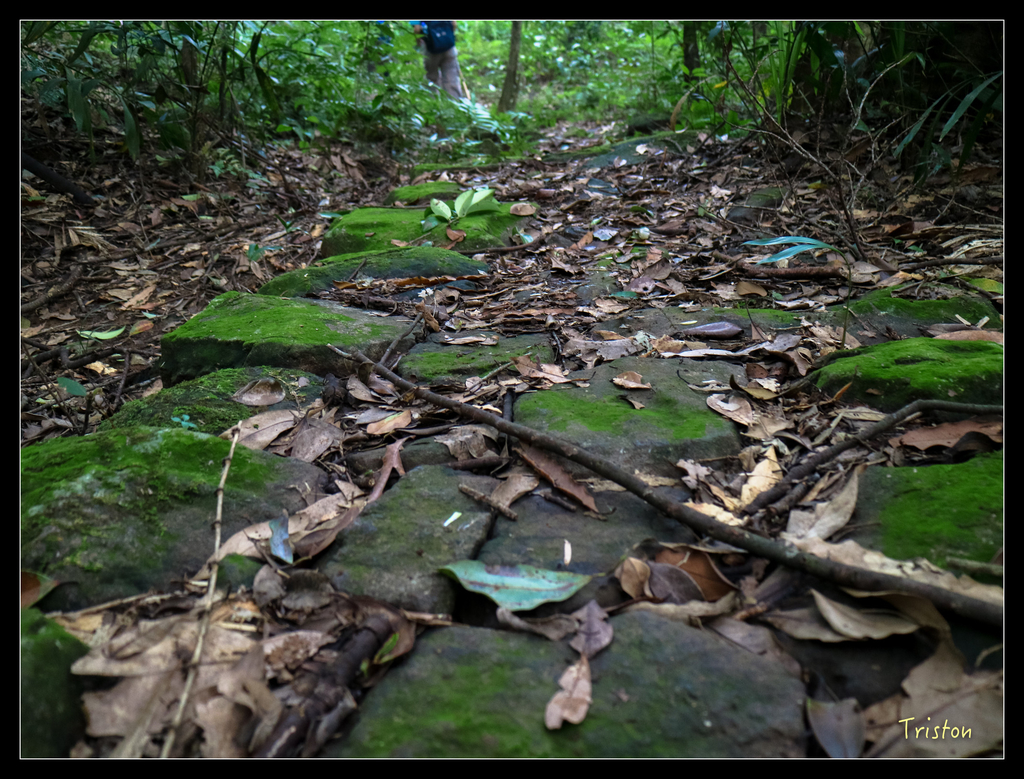 IMG_0575.jpg - 20151107 富士坪古道