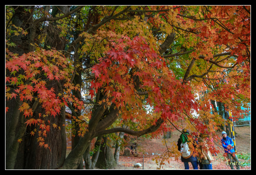 JH1A0940.jpg - 20151205 合歡溪步道、108K楓之谷