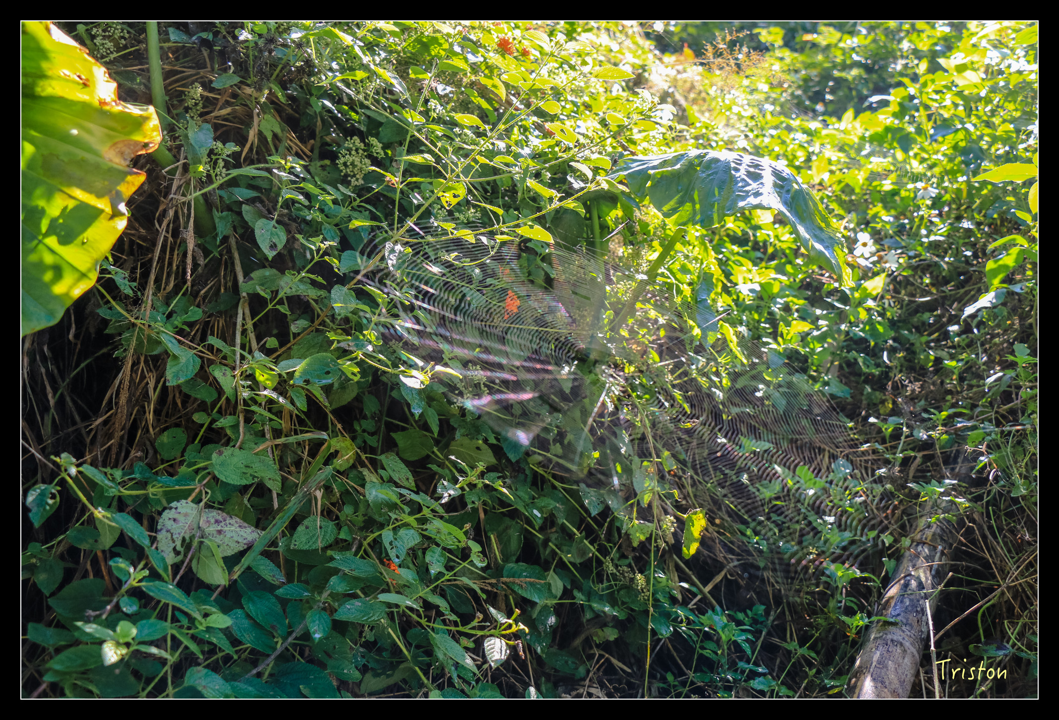 IMG_0390.jpg - 20151214 林內龍過脈步道