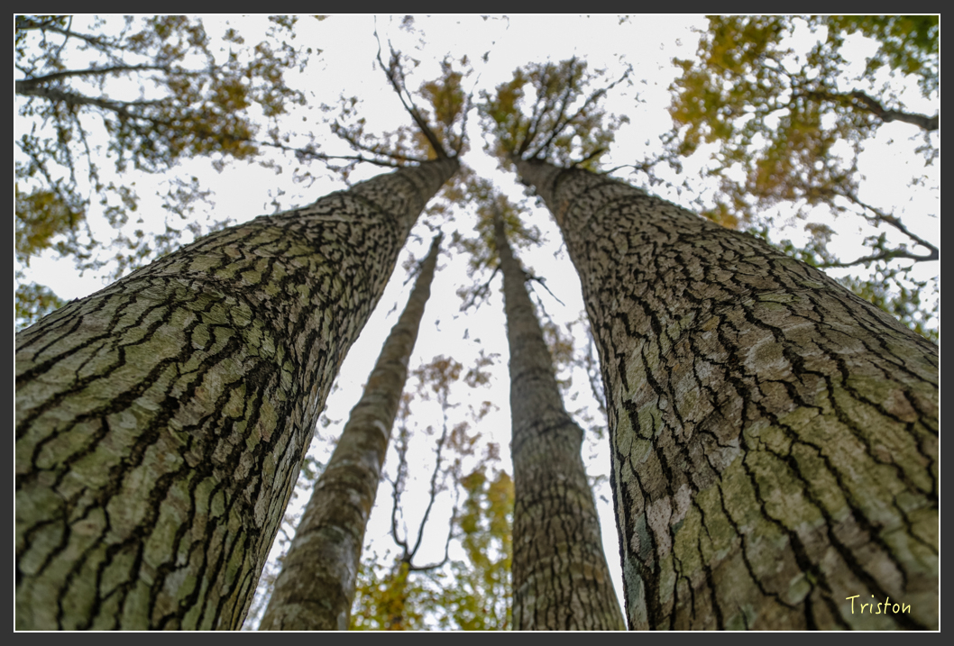 JH1A1195.jpg - 20151221 新竹秀巒賞楓