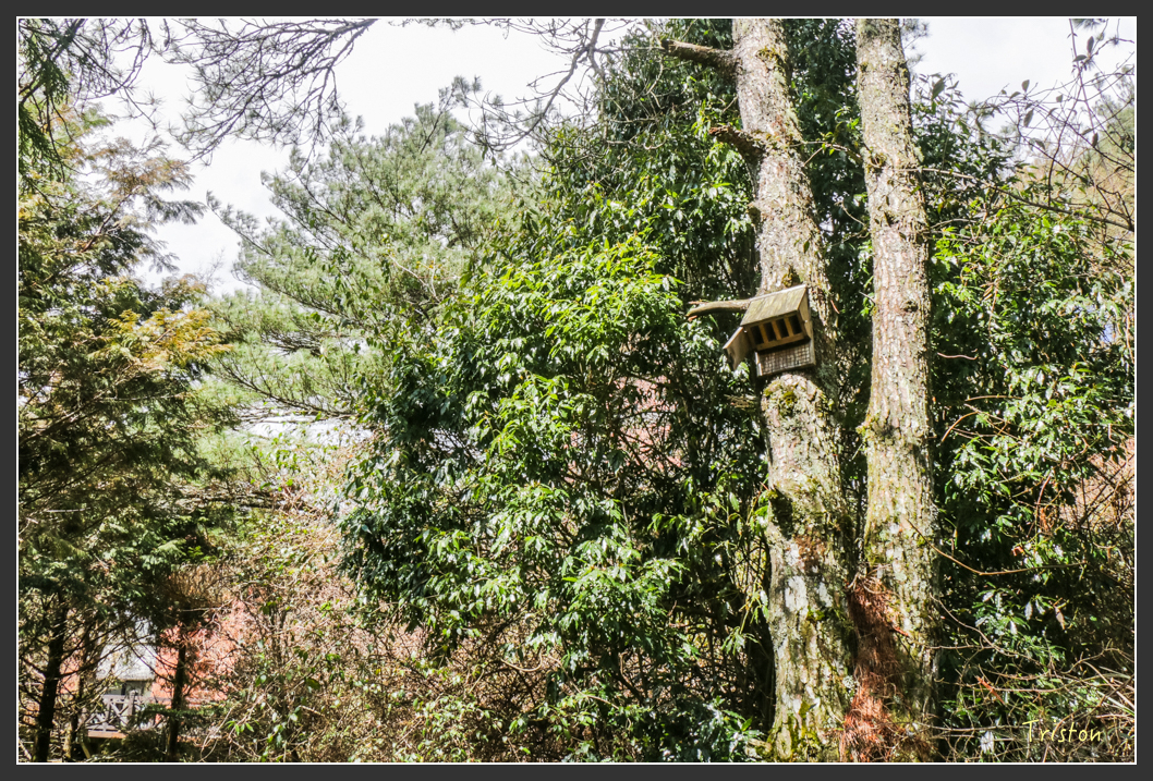 IMG_3397.jpg - 20160227 觀霧森林步道