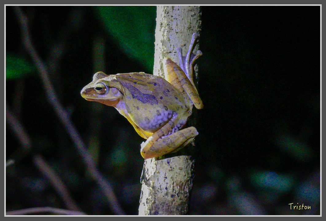 _MG_9289.jpg - 20160717 峰老師夜觀