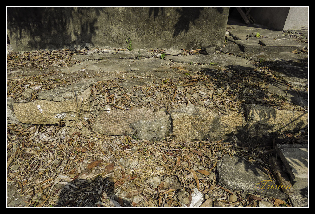 IMG_0051.jpg - 20170327 二層行溪鐵橋+環頸雉