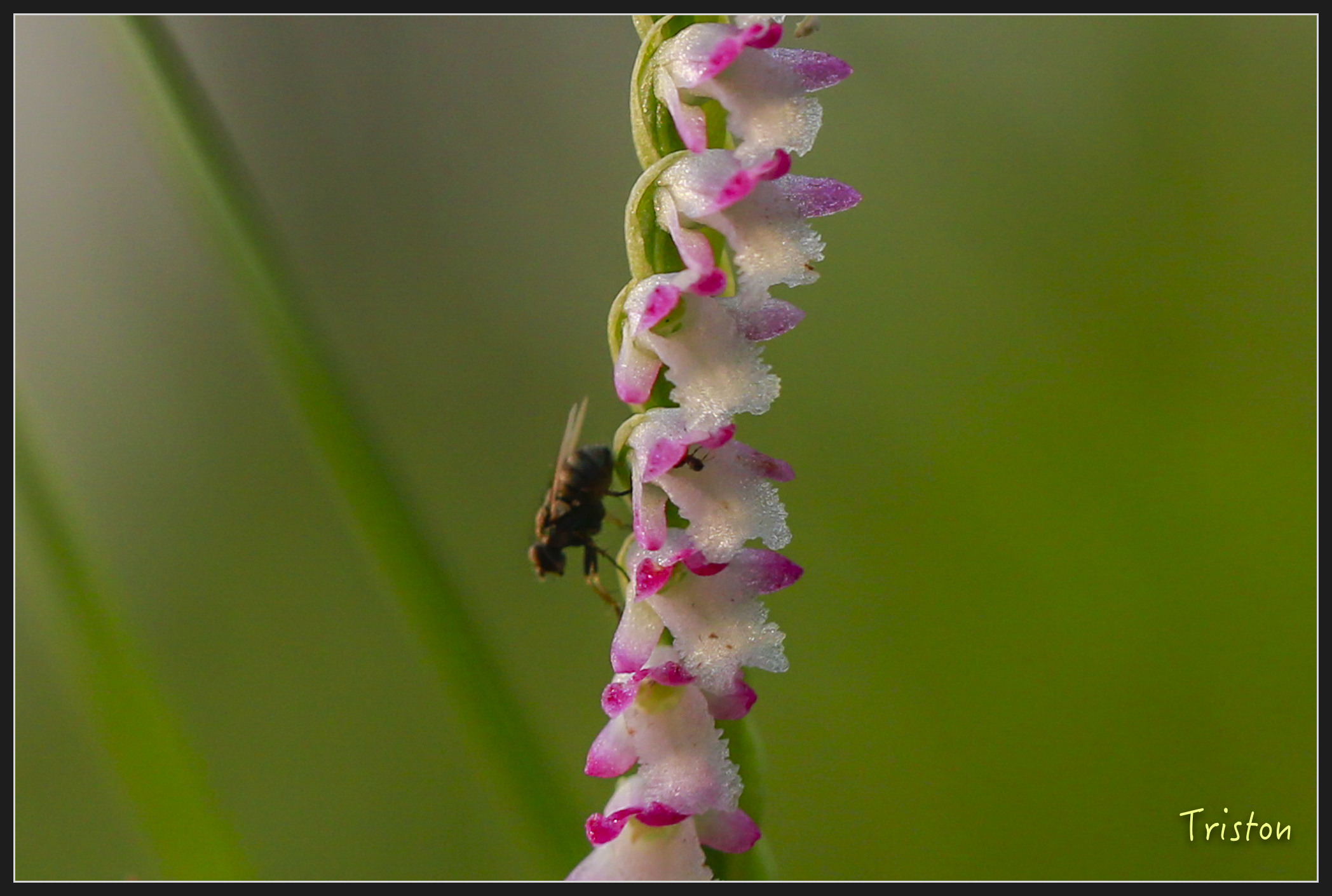 _h1a2250_39945686835_x.jpg - 20180316 巴克禮公園 綬草