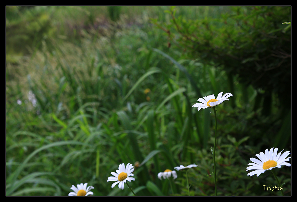 JH1A9484.jpg - 20150628 東京輕井澤日光