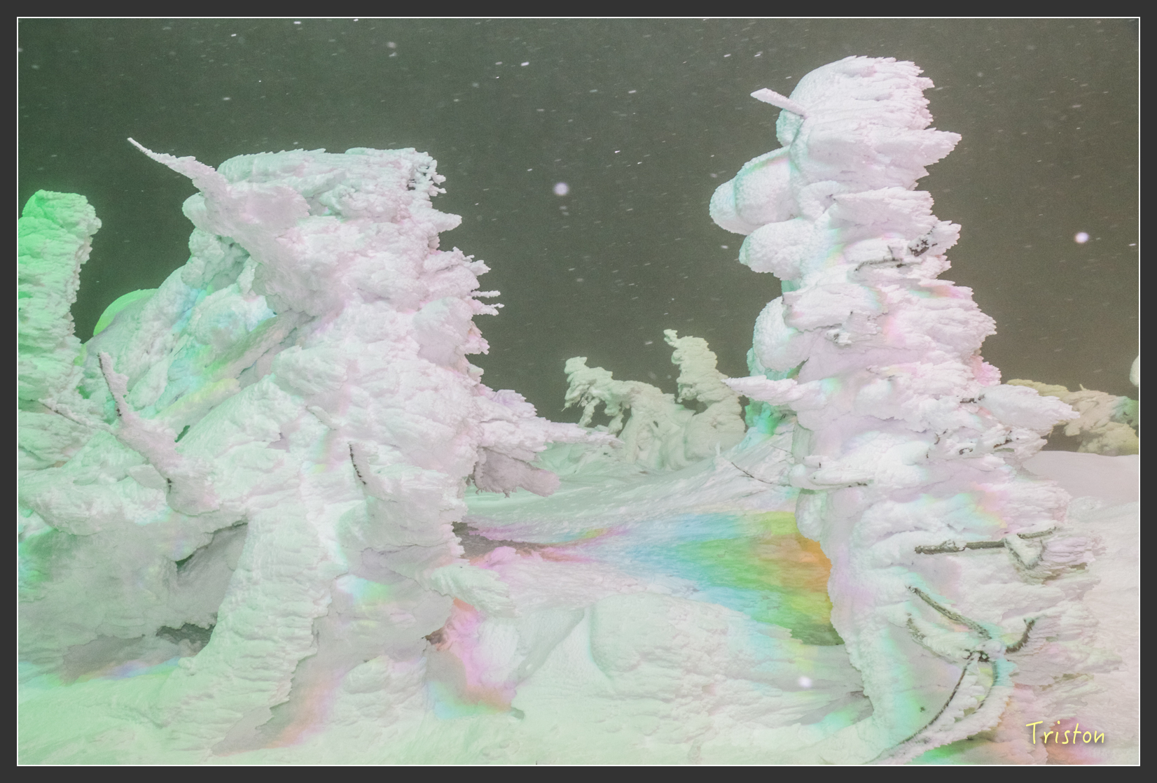 2016ZAO-00959.jpg - 20160131 日本藏王溫泉滑雪親子行