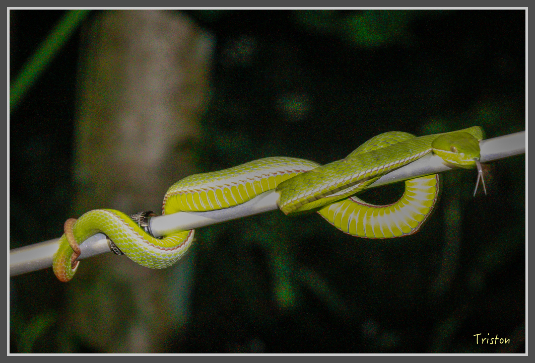 _MG_9313.jpg - 20160717 峰老師夜觀