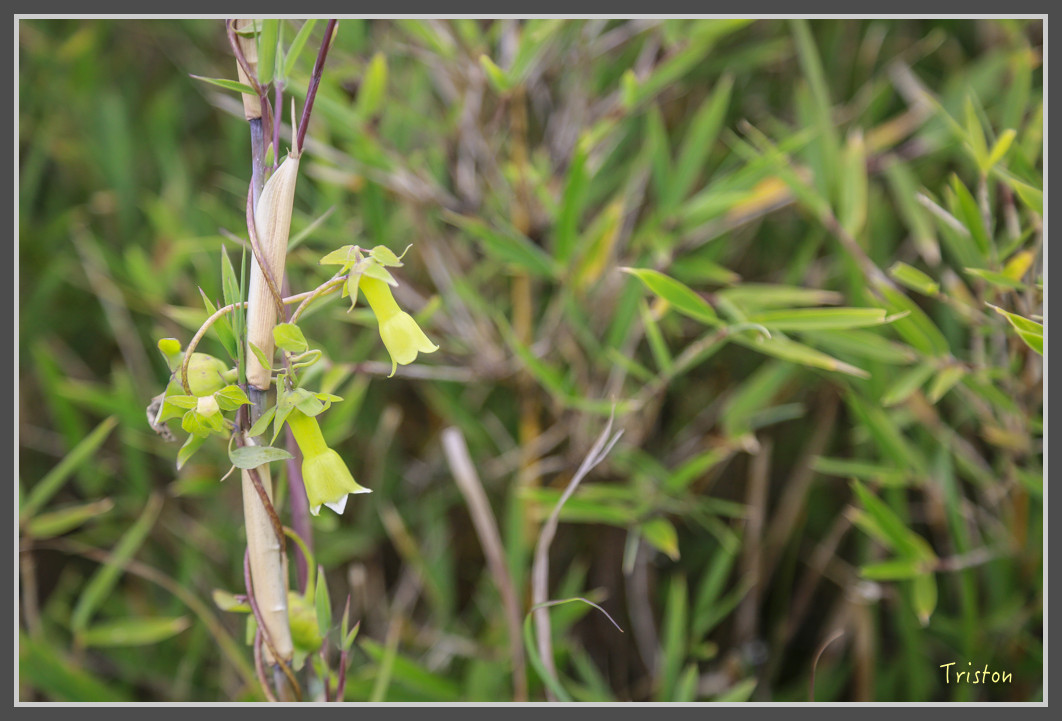 JH1A0222.jpg - 20160806 小奇萊步道、清境國小
