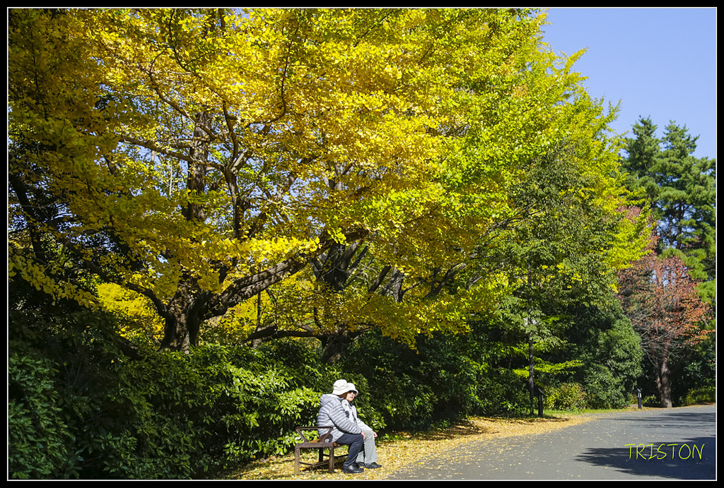 _H1A1679.jpg - 20171103 日本只見線、會津若松五色沼、昭和記念公園賞紅葉