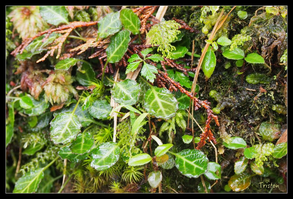 PA240146.jpg - 20151024~25 幾米公園、翠峰湖、翠峰山屋、望洋山步道、山毛櫸步道