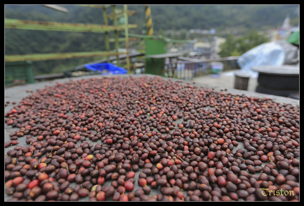 jh1a0116_15763597981_o.jpg - 20141111 屏東霧台 神山 一日來往輕旅行